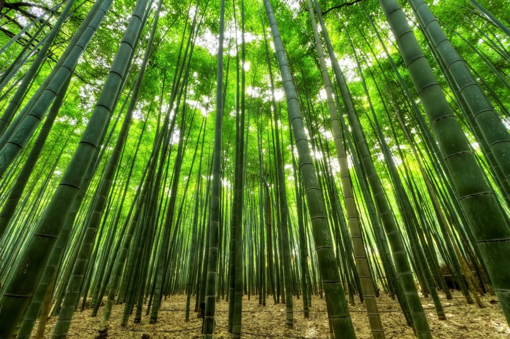 Bamboo Investing